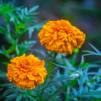 Tagetes erecta L.