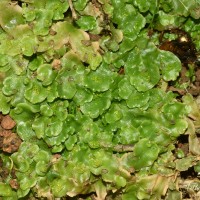 Lunularia cruciata (L.) Dumort.