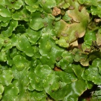 Lunularia cruciata (L.) Dumort.