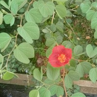 <i>Bauhinia galpinii</i>  N.E.Br.