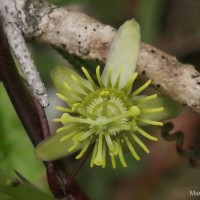 Passiflora suberosa L.