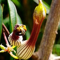 Ceropegia candelabrum var. biflora (L.) Ansari