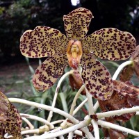 Grammatophyllum speciosum Blume