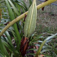 Grammatophyllum speciosum Blume