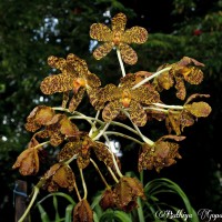 Grammatophyllum speciosum Blume