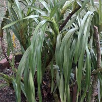 Grammatophyllum speciosum Blume