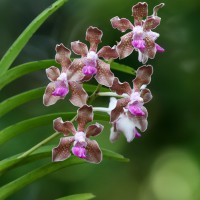 Vanda tessellata (Roxb.) Hook. ex G.Don