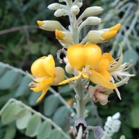 <i>Sophora tomentosa</i>  L.