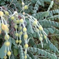 Sophora tomentosa L.