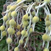 Sophora tomentosa L.