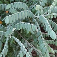 Sophora tomentosa L.