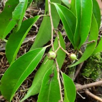 Scolopia acuminata Clos