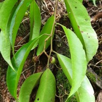 Scolopia acuminata Clos