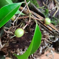 Scolopia acuminata Clos