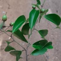 Scolopia acuminata Clos