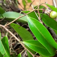 Scolopia acuminata Clos