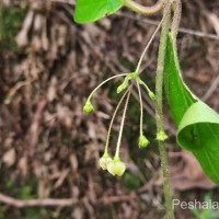 Vincetoxicum indicum (Burm.f.) Mabb.