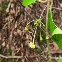 Vincetoxicum indicum (Burm.f.) Mabb.