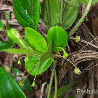 Vincetoxicum indicum (Burm.f.) Mabb.