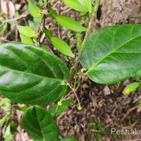 Vincetoxicum indicum (Burm.f.) Mabb.