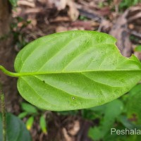 Vincetoxicum indicum (Burm.f.) Mabb.