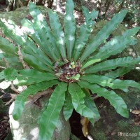 Asplenium nidoides  Fraser-Jenk. & Kandel