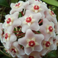 Hoya carnosa (L.f.) R.Br.