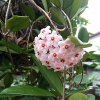 Hoya carnosa (L.f.) R.Br.