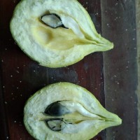 Aquilaria crassna Pierre ex Lecomte