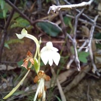 Habenaria plantaginea Lindl.