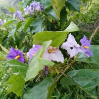 Solanum asperolanatum Ruiz & Pav.