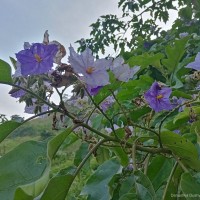 <i>Solanum asperolanatum</i>  Ruiz & Pav.