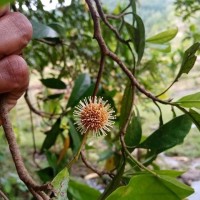 Diyaminauclea zeylanica (Hook.f.) Ridsdale