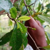 Diyaminauclea zeylanica (Hook.f.) Ridsdale