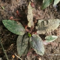 Cryptocoryne wendtii de Wit