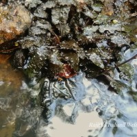 Cryptocoryne wendtii de Wit