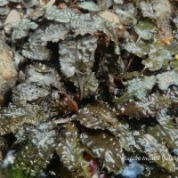 Cryptocoryne wendtii de Wit