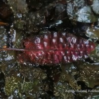 Cryptocoryne wendtii de Wit