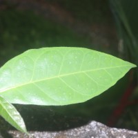 Ficus tinctoria subsp. gibbosa (Blume) Corner