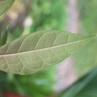 Ficus tinctoria subsp. gibbosa (Blume) Corner