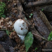 Termitomyces eurrhizus (Berk.) Heim (Heim, 1942)