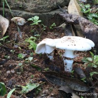 Termitomyces eurrhizus (Berk.) Heim (Heim, 1942)