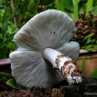 Termitomyces eurrhizus (Berk.) Heim (Heim, 1942)