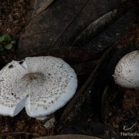 <i>Termitomyces eurrhizus</i> (Berk.) Heim (Heim, 1942)