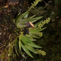 Oberonia mahaeliyensis C. Bandara, Lakkana, Ediriweera