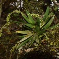 Oberonia mahaeliyensis C. Bandara, Lakkana, Ediriweera