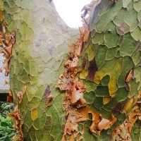 Commiphora caudata (Wight & Arn.) Engl.