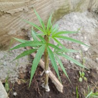 Cannabis sativa L.