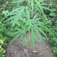 <i>Cannabis sativa</i>  L.