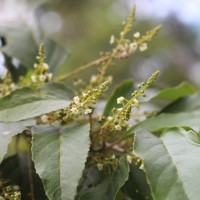 Maesa indica (Roxb.) Sweet